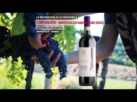 Video: Cantine Montefalco e Sagrantino in Umbria, Italia