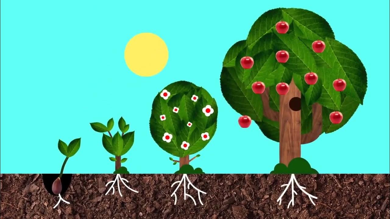 WHERE DO APPLES COME FROM Educational Video For Kids Lingokids where-do-apples-come-from-educational-video-for-kids-lingokids