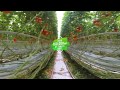 Ontario Greenhouse Vegetable Growers VR 360 Experience! Make sure to look around!