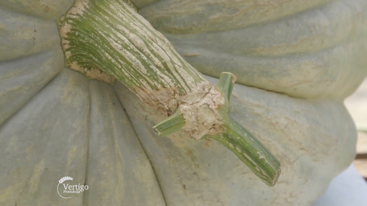 Uzgoj BUNDEVA u KIKINDI - U nasem ataru 969