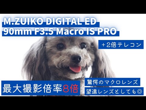 レンズ紹介】M.ZUIKO DIGITAL ED 90mm F3.5 Macro IS PRO 最大