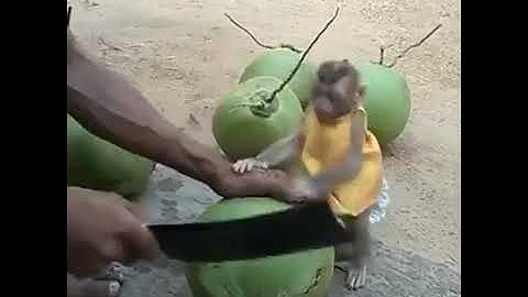 Monkey tried to drink coconut water😂😂😂