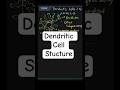 What Are Dendritic Cell Surface Receptors? | Biology Goal