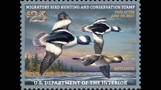 Day 1 of 2026 Federal Duck Stamp Contest