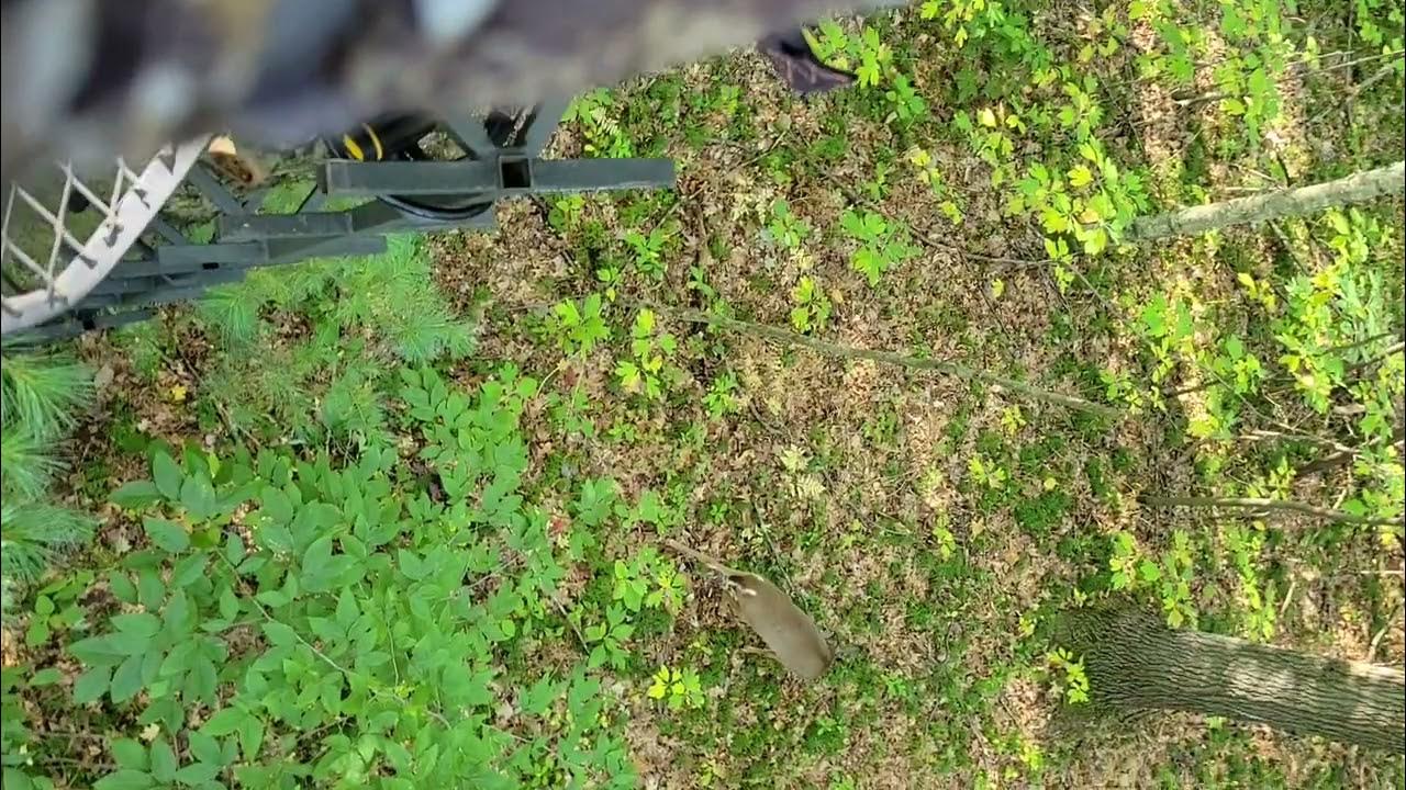 Opening Day Bow Season In Michigan YouTube opening-day-bow-season-in-michigan-youtube