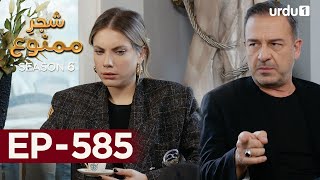 Shajar-e-Mamnu | Episode 585 | Turkish Drama| Forbidden Fruit | Urdu Dubbing | 5 September 2023