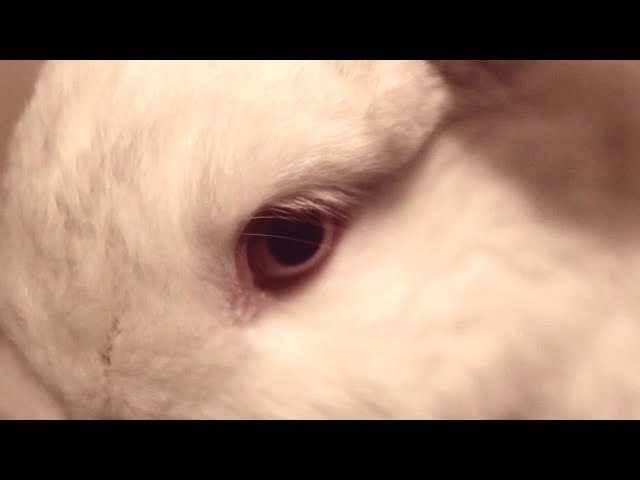 What Do Rabbits See?. Ever wonder exactly what your rabbit…, by Myposhpetz