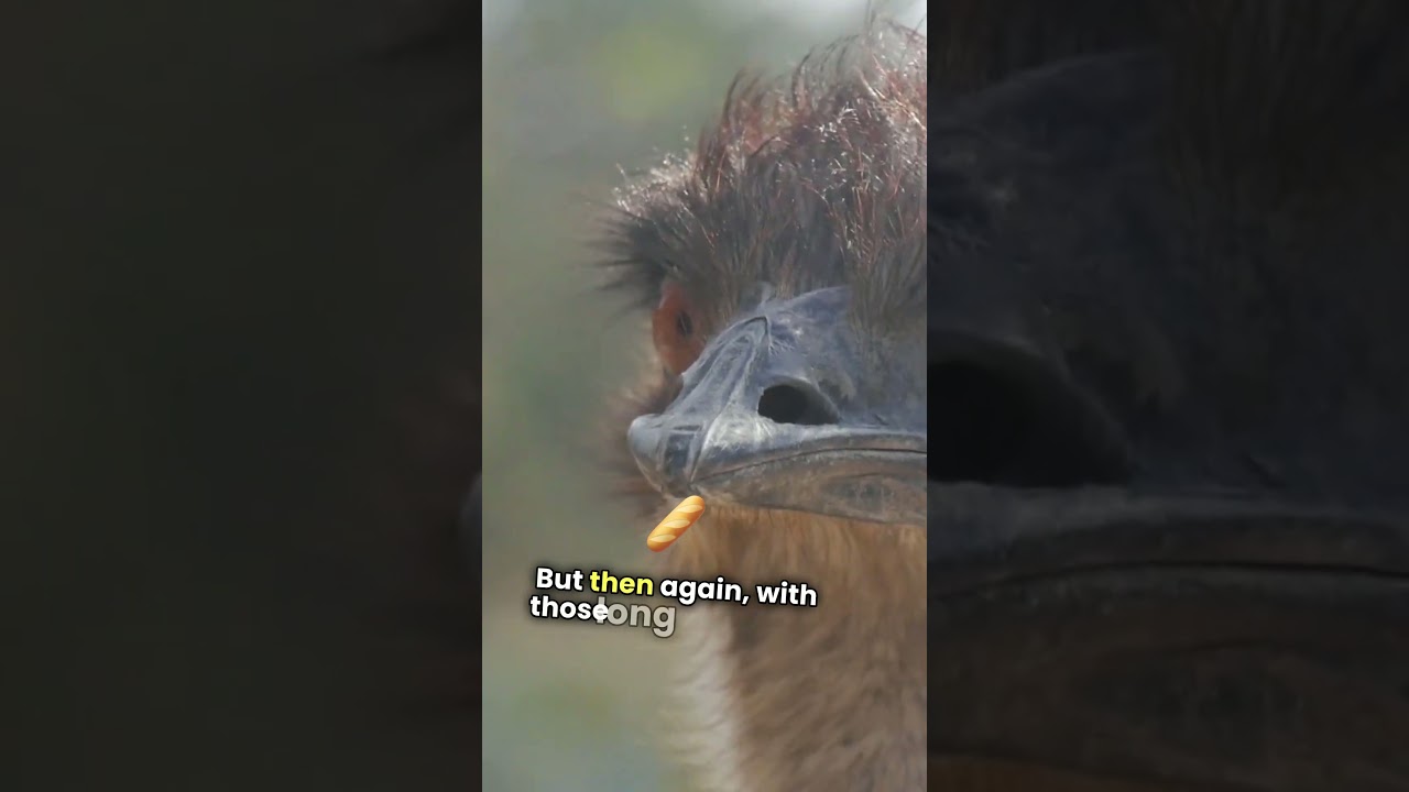 Ostrich Facts  Big Eyes, Tiny Brain!