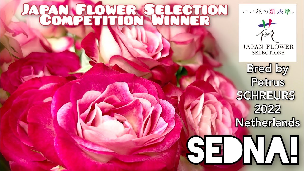 SEDNA! ROSE plant by Petrus SCHREURS 2022 Netherlands Japan Flower