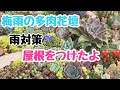 【多肉花壇】多肉花壇に屋根をつけました❣️❣️