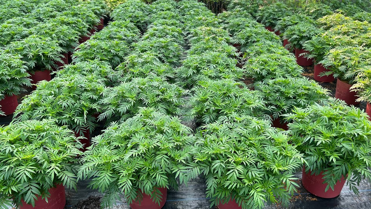 Nụ Hoa Vạn Thọ Ngày 9/12 Al Và Những Lưu Ý Trong Giai Đoạn Này