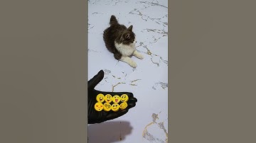 Cat Simba Beads 😀 Reverse Video ASMR #satisfying #cat #shorts
