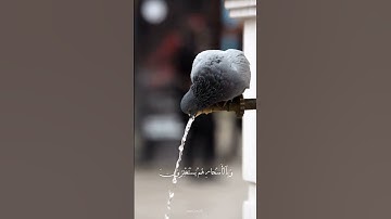 تلاوة من سورة الذاريات/شريف مصطفى