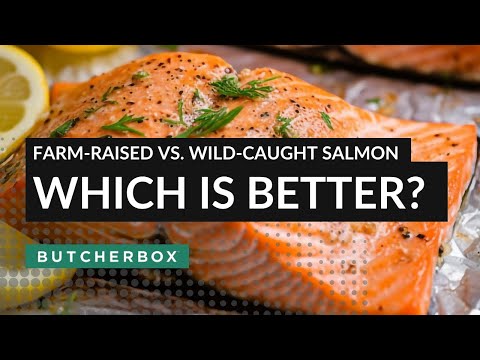 Farm-Raised vs. Wild-Caught Salmon: Which is Better? #food #recipe #cooking #shorts #seafood