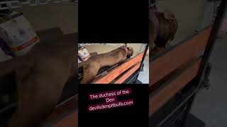 All Our Pitbulls Dna As 100% Pitbull Terrier Devilsdenkennels