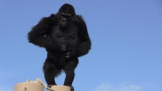 シャバーニ家族154  Shabani family gorilla