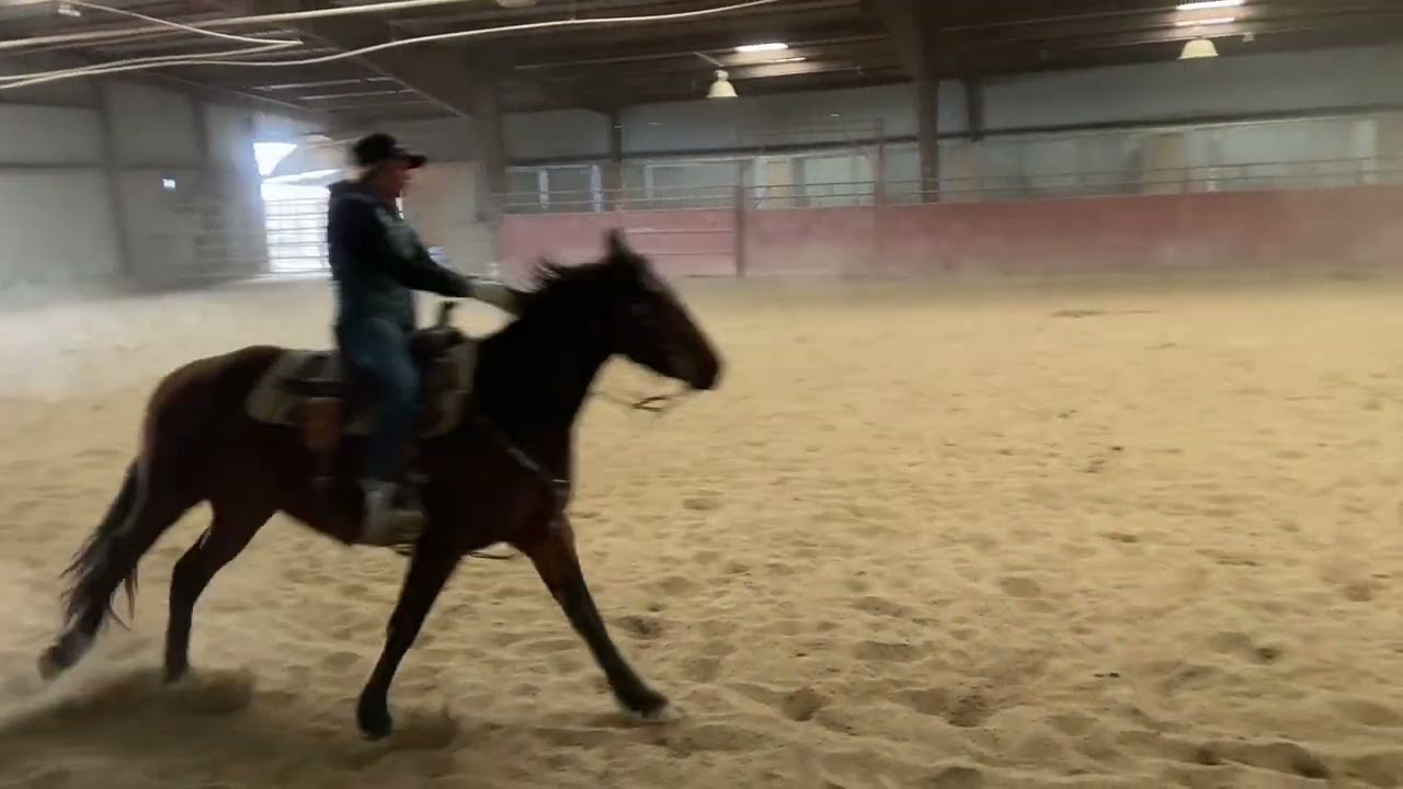 Lot 19 DD Jacks Cool King