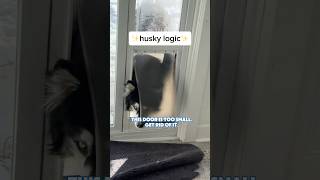 nobody gaslights you quite like a husky #husky #dogs #funnydogs