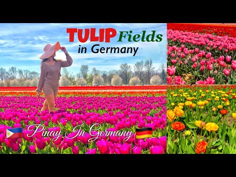 TULIP FIELDS IN GERMANY | Tulpenfeld Francken, Grevenbroich NordRhein Westfalen (adoseofpaula)
