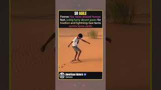 FENNEC FOX RUNS CIRCLES