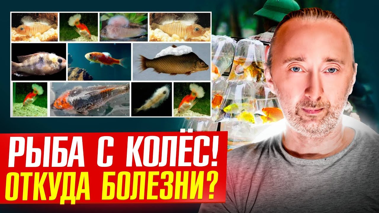 Главная причина упадка Российской аквариумистики - гибель рыб!