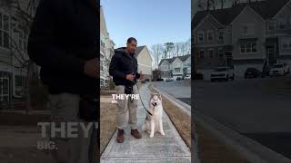 Watch Before Getting A Malamute #shorts #dogtraining #alaskanmalamute