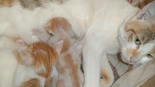 Newborn Kitten Fighting For Milk Among Big Kittens