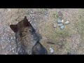 GOPR1276 след в котловане 02.11.19.