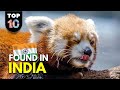 10 unique animals found in india 