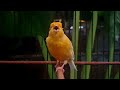 هشدار قناری شما ممکن است بعد از این بی وقفه آواز بخواند 