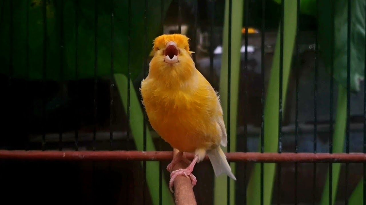 ВНИМАНИЕ❗ После этого ваша канарейка может петь без остановки❗