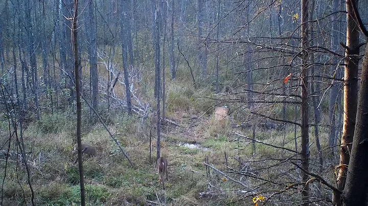 Daughter's first deer