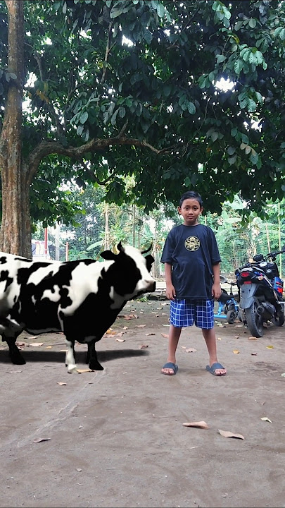 Sapi lucu joget #sapi #shorts #cow #sapigila #sapilucu