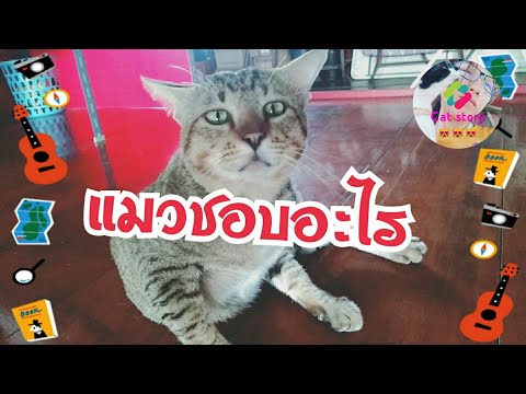30 สิ่ง ที่แมวชอบ | Cat story