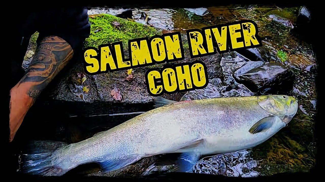 Coho Salmon Salmon River Pulaski New York YouTube