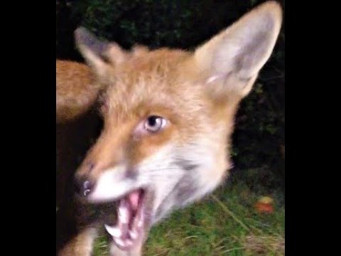 Injured Fox