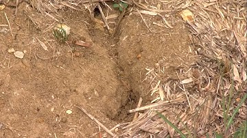 Climate Matters: Flash droughts are becoming more common with climate change