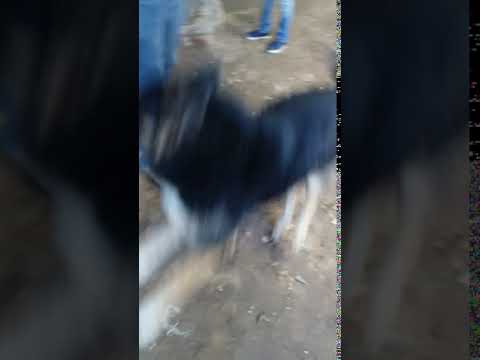 بندق الطف كلب بلاك جك