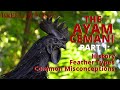 The Ayam Cemani - History, Feather Types, and Common Misconceptions | Imperial Cemani