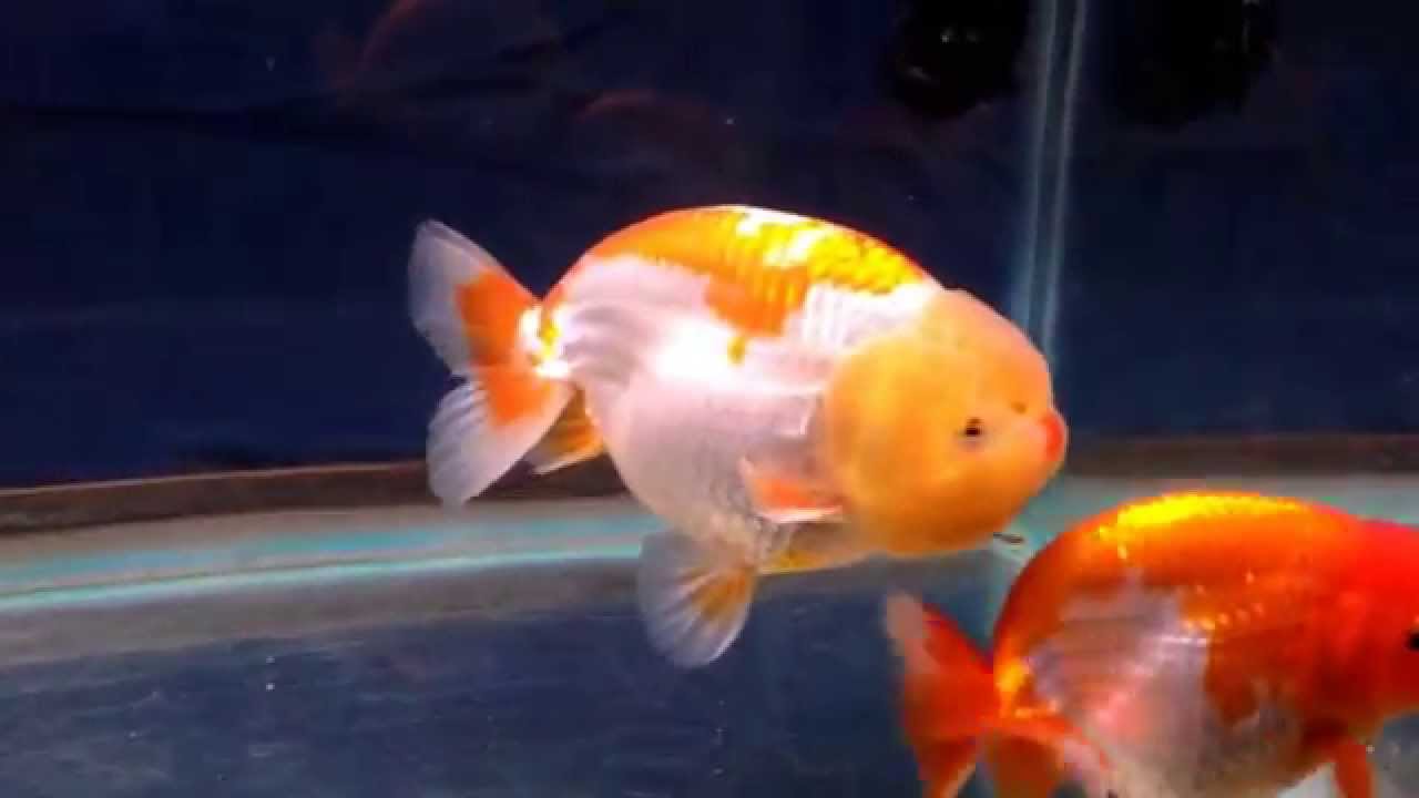 Buffalo ranchu goldfish - YouTube