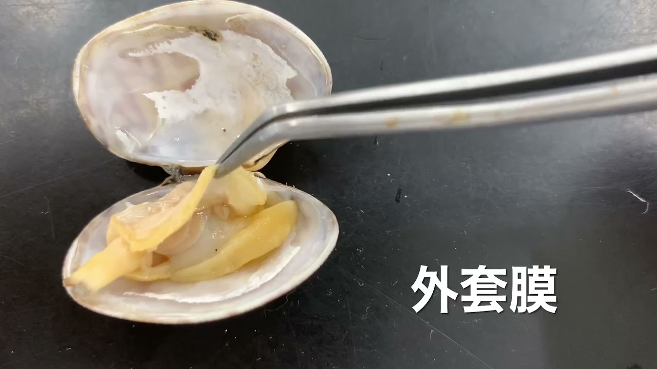 アサリの構造 - YouTube