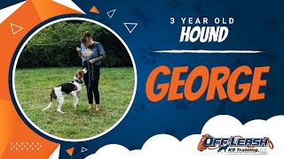 Hound, 3 Years,  George | Best Dog Trainers Thornburg | Off Leash K9