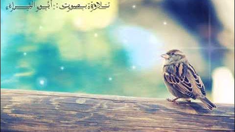 تلاوة ابو البراء.