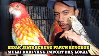 SIDAK JENIS DAN HARGA BURUNG PARUH BENGKOK DIKIOS HAJI ABU PASAR BURUNG PRAMUKA TERBARU HARI INI