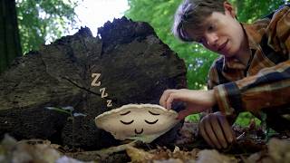 Mushroom Massage ASMR 🍄✨