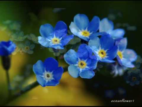 ERNESTO CORTAZAR - Forget me not