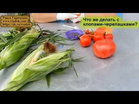 Что же делать с клопами-черепашками?