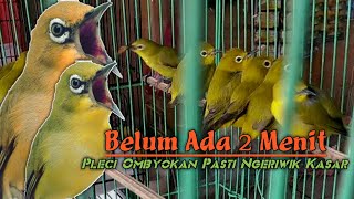 LANGSUNG PUTAR ‼️ Terapi Pleci Ombyokan Agar Cepat ngeriwik