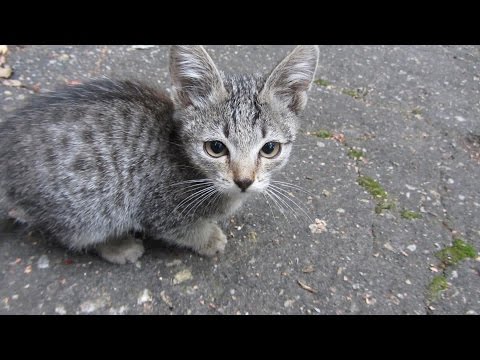 Kittens came out of the hole and meows