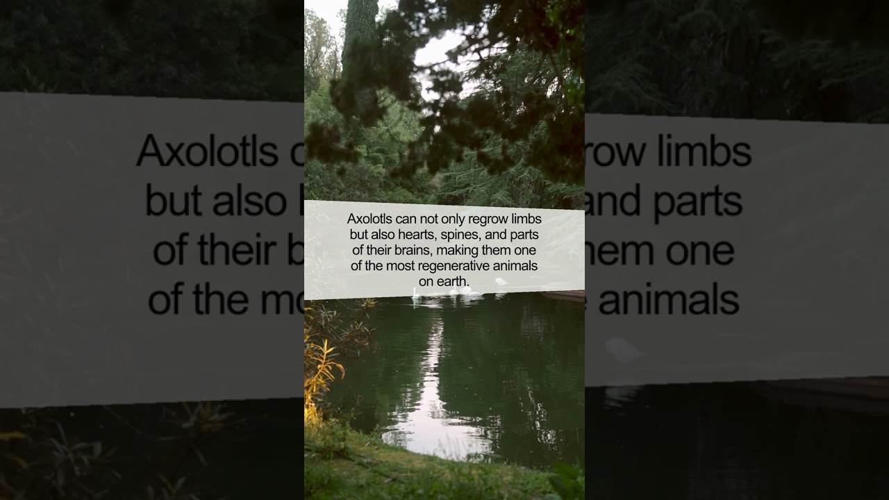 The Incredible Ability of the Axolotl: Master of Regeneration